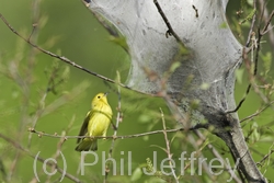 Yellow Warbler