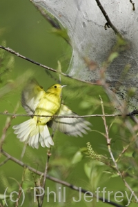 Yellow Warbler