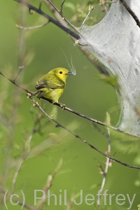 Yellow Warbler