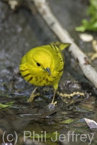 Yellow Warbler