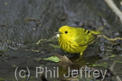 Yellow Warbler