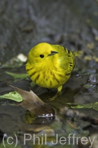 Yellow Warbler