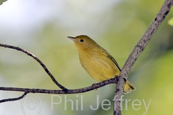 Yellow Warbler