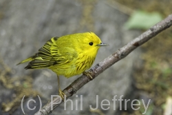 Yellow Warbler