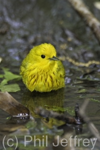 Yellow Warbler