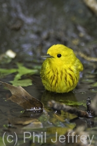 Yellow Warbler