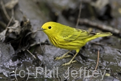 Yellow Warbler