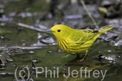 Yellow Warbler