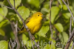 Yellow Warbler