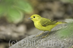 Yellow Warbler