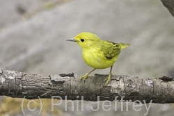 Yellow Warbler