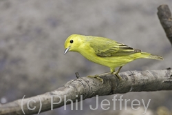 Yellow Warbler