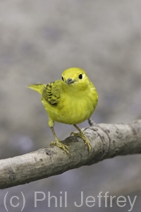 Yellow Warbler