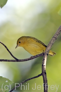 Yellow Warbler