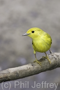 Yellow Warbler