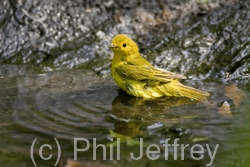 Yellow Warbler