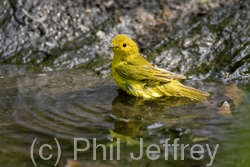 Yellow Warbler