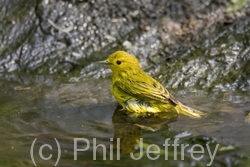 Yellow Warbler