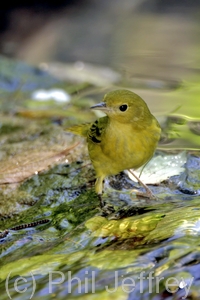 Yellow Warbler