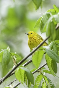 Yellow Warbler