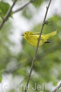 Yellow Warbler