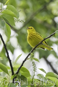 Yellow Warbler