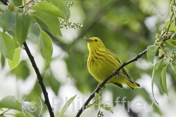 Yellow Warbler