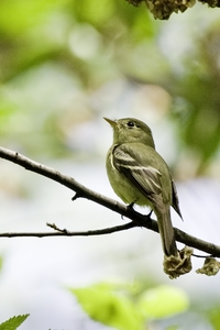 Yellow-bellied Flycatcher