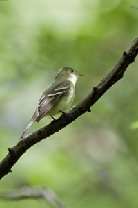 Yellow-bellied Flycatcher