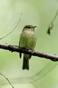 Yellow-bellied Flycatcher