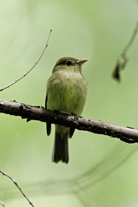 Yellow-bellied Flycatcher
