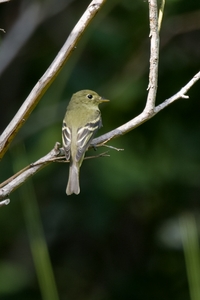Yellow-bellied Flycatcher