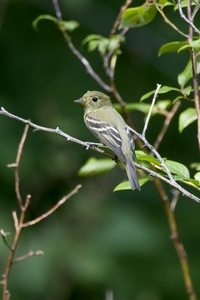Yellow-bellied Flycatcher