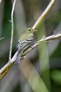 Yellow-bellied Flycatcher