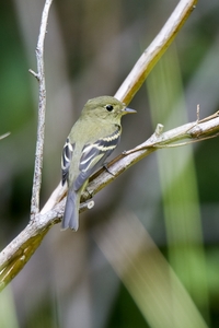 Yellow-bellied Flycatcher