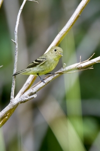 Yellow-bellied Flycatcher