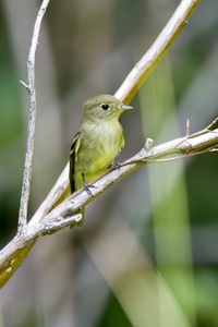 Yellow-bellied Flycatcher