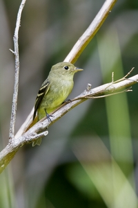 Yellow-bellied Flycatcher