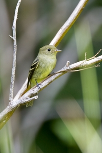 Yellow-bellied Flycatcher