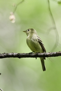 Yellow-bellied Flycatcher