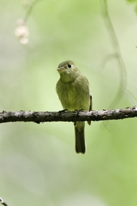 Yellow-bellied Flycatcher