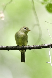 Yellow-bellied Flycatcher