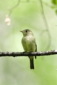 Yellow-bellied Flycatcher