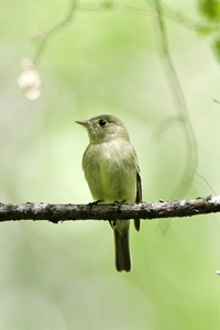Yellow-bellied Flycatcher