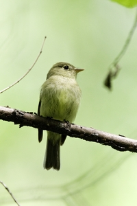 Yellow-bellied Flycatcher