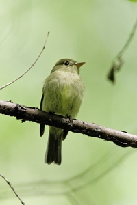 Yellow-bellied Flycatcher