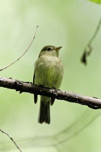 Yellow-bellied Flycatcher