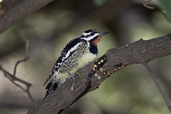 Yellow-bellied Sapsucker