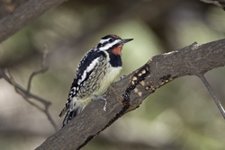 Yellow-bellied Sapsucker