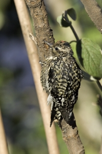 Yellow-bellied Sapsucker